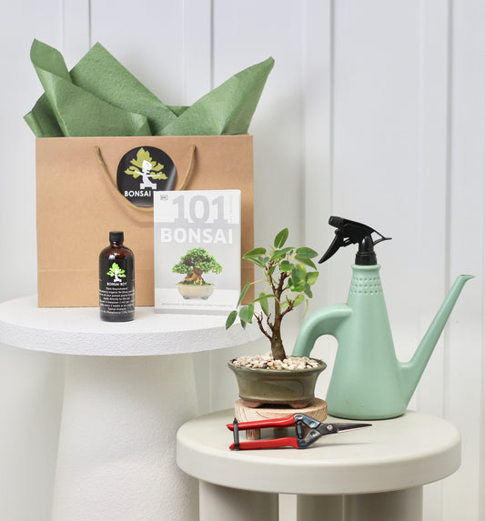 Bonsai Starter Kit - Port Jackson Fig - ガジュマル  - 22cm
