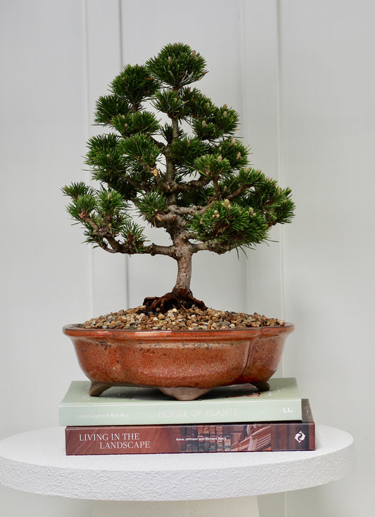 Bonsai - Japanese White Pine - Queenie - 42cm