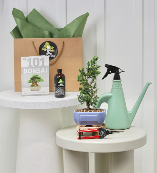 Bonsai Starter Kit - ジュニパー (Junipā) - 28cm