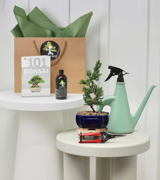 Bonsai Starter Kit - ジュニパー (Junipā) - 28cm