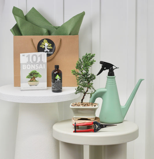 Bonsai Starter Kit - ジュニパー (Junipā) - 28cm