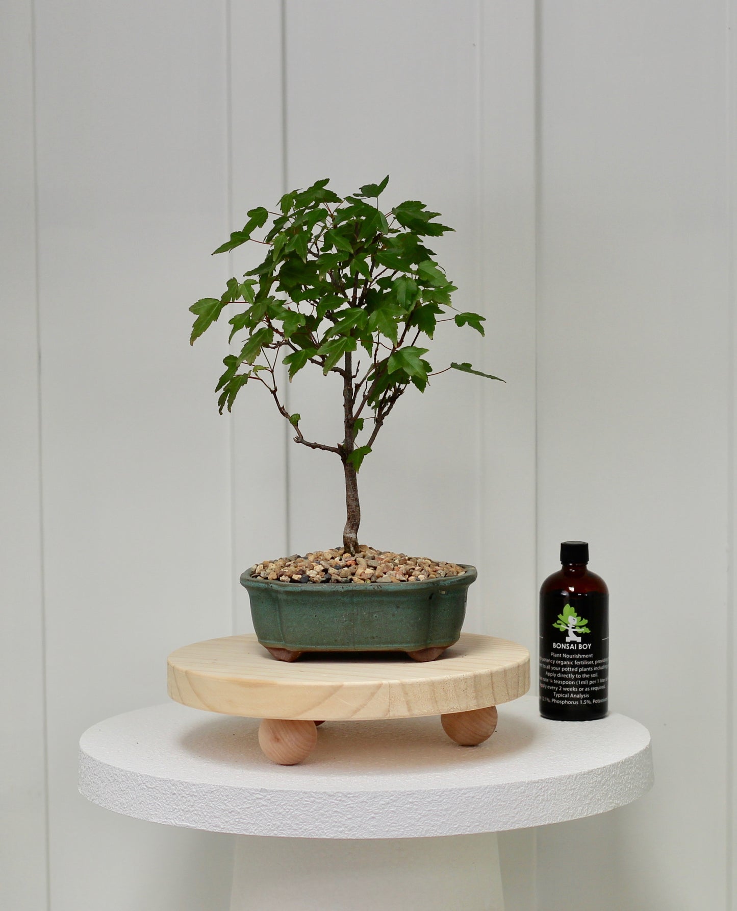 Bonsai - Trident Maple - Lulu - 44cm