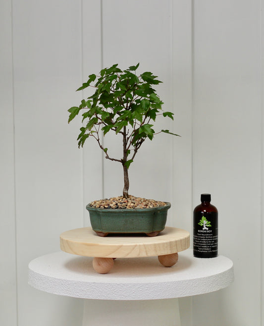 Bonsai - Trident Maple - Lulu - 44cm