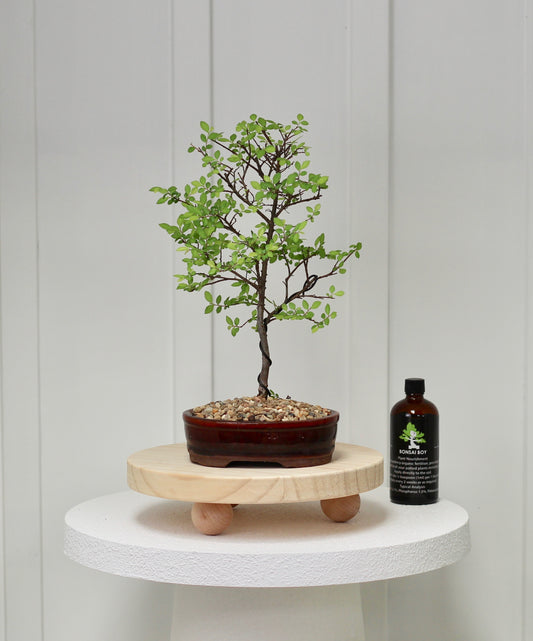 Bonsai - Chinese Elm - Keith - 44cm