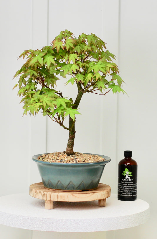 Bonsai - Japanese Maple - Henny  - 36cm