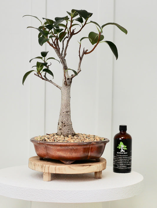 Bonsai - Port Jackson Fig - Alana - 35cm