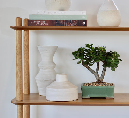 Bonsai - Crassula Ovata - Lauren - 23cm