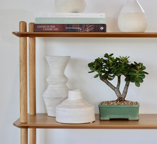 Bonsai - Crassula Ovata - Lauren - 23cm