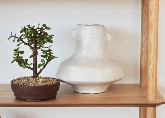 Bonsai - Dwarf Crassula Ovata - Lorna - 23cm