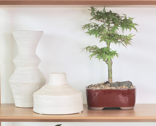 Bonsai - Japanese Maple - Poppy  - 30cm