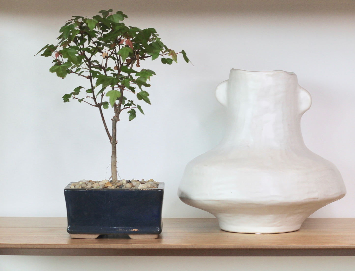 Bonsai - Trident Maple - Elliott - 25cm