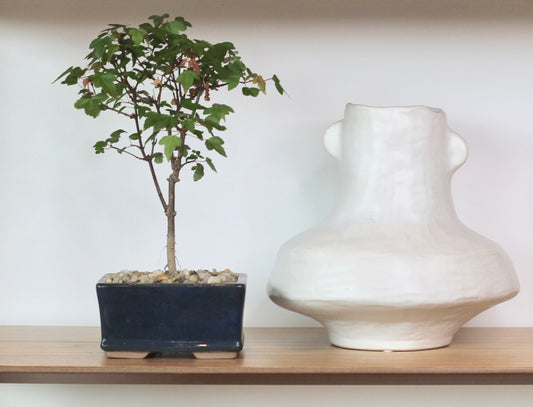Bonsai - Trident Maple - Elliott - 25cm