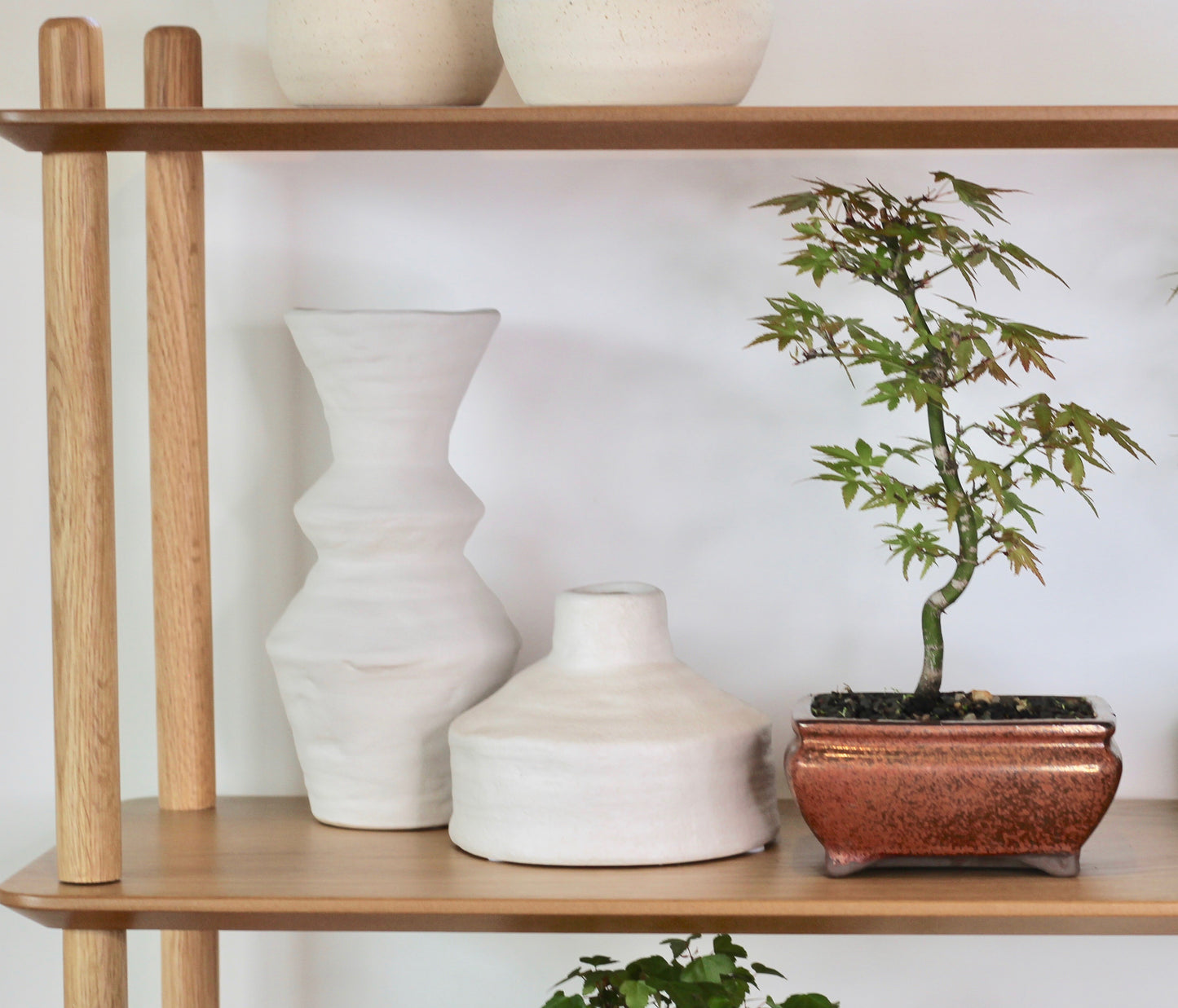 Bonsai - Japanese Maple - Freeda  - 30cm