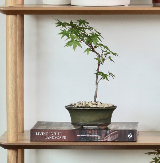 Bonsai - Japanese Maple - Rory  - 28cm
