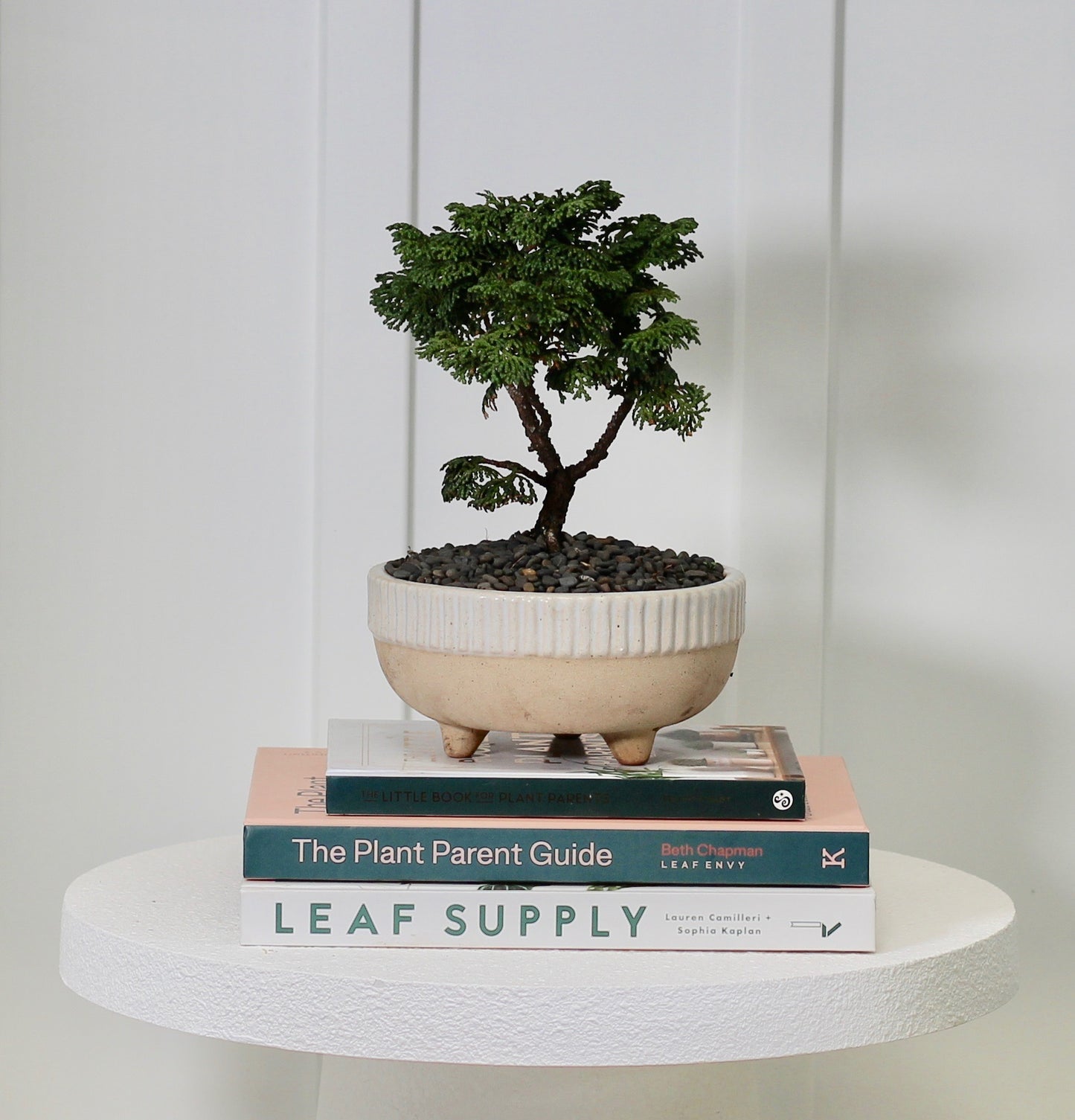 Bonsai - Conifer - Cleo - 18cm