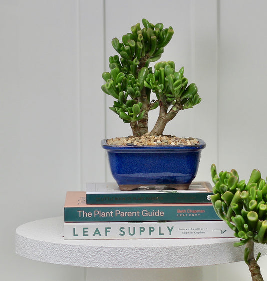 Bonsai - Crassula Ovata - Tilly - 24cm