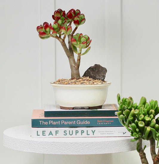 Bonsai - Crassula Ovata - Mason - 24cm