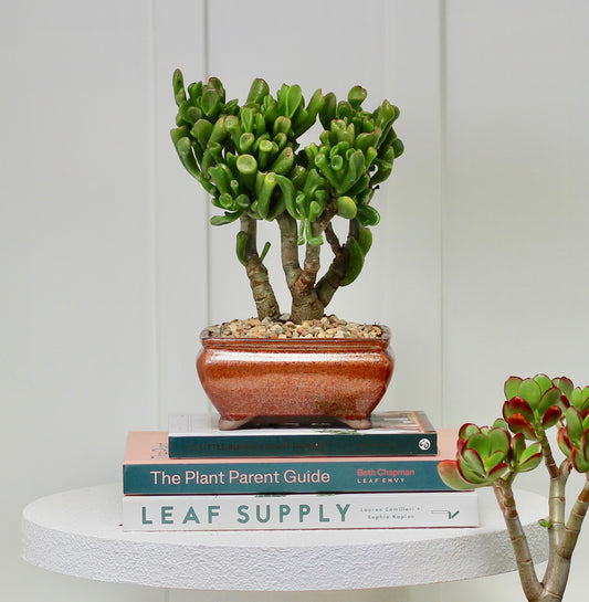 Bonsai - Crassula Ovata - Rooke - 24cm
