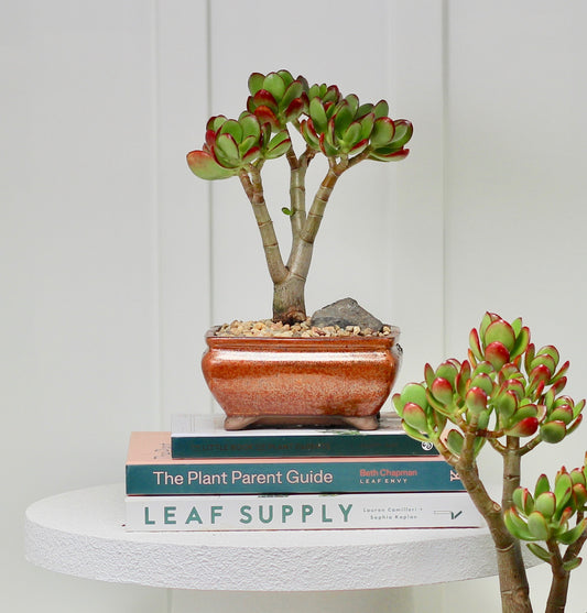 Bonsai - Crassula Ovata - Maddie - 24cm
