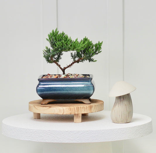 Bonsai - Juniper - Hugo - 19cm