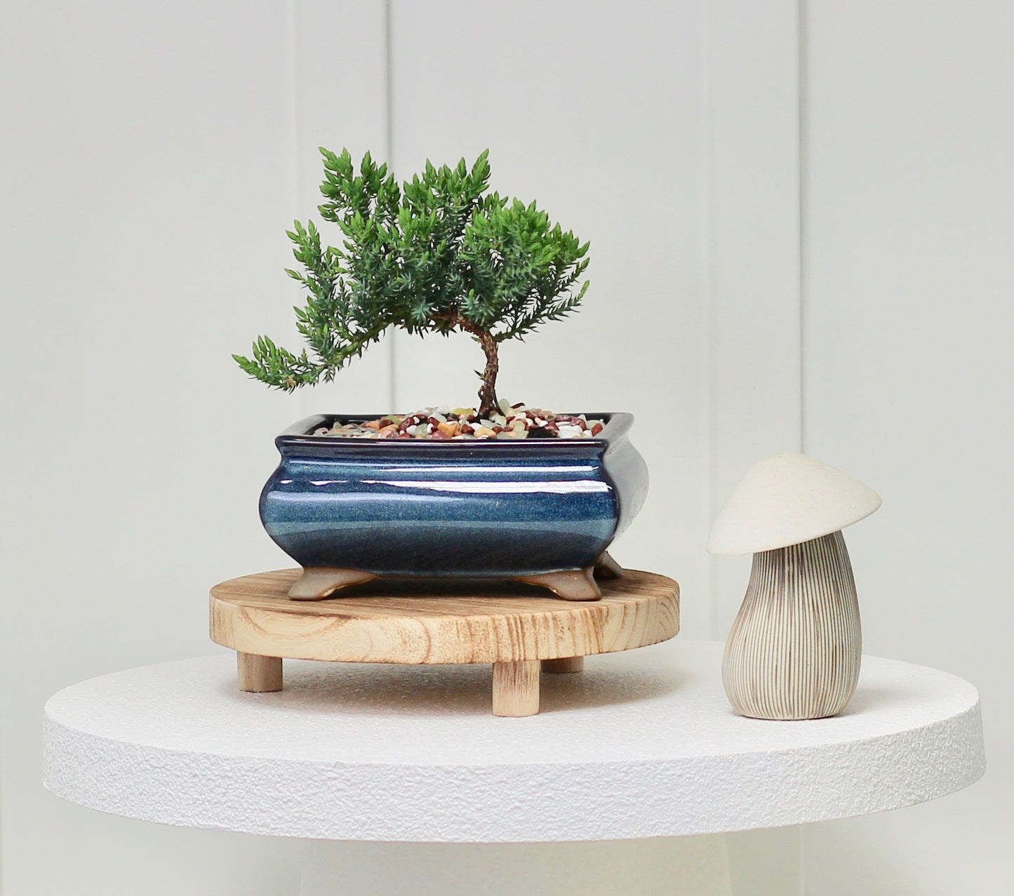Bonsai - Juniper - Henny - 19cm