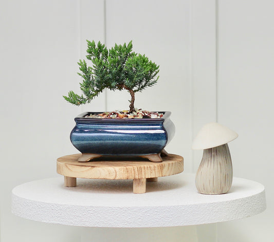 Bonsai - Juniper - Henny - 19cm