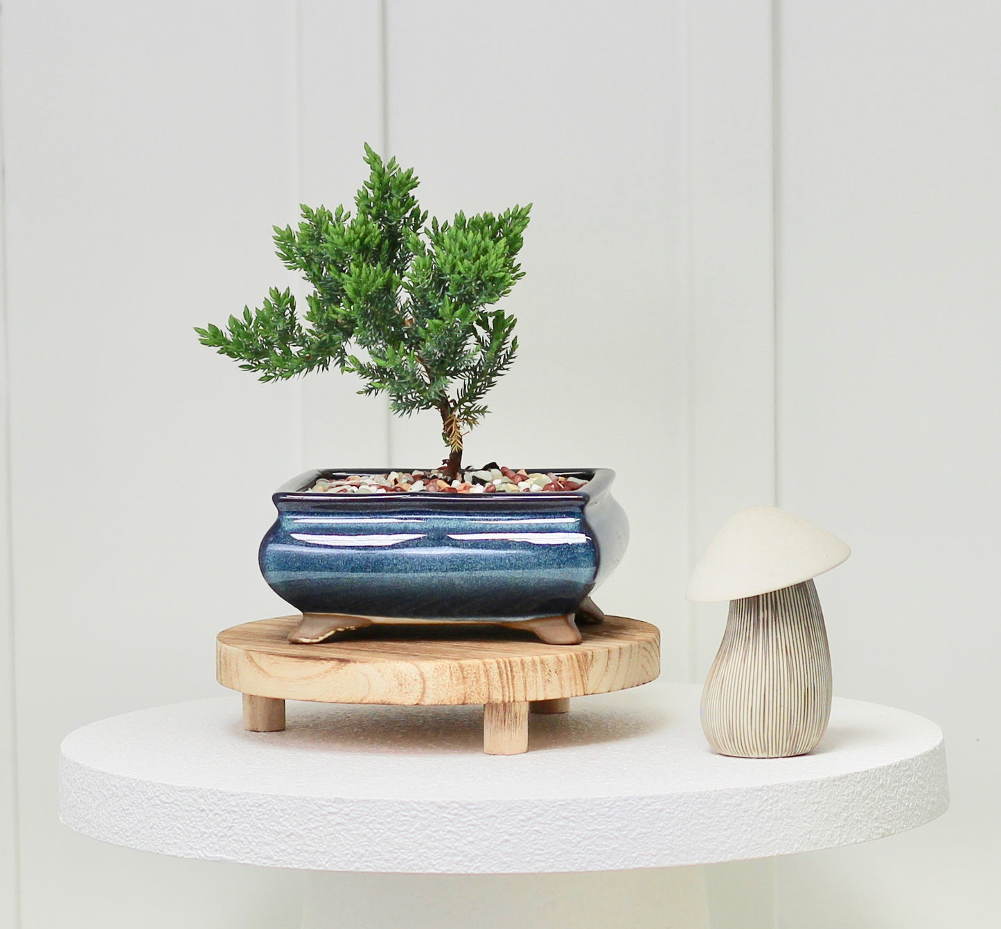Bonsai - Juniper - Elsa - 19cm