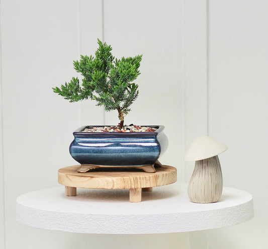 Bonsai - Juniper - Elsa - 19cm