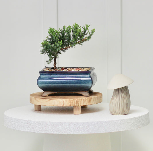 Bonsai - Juniper - Penny - 19cm