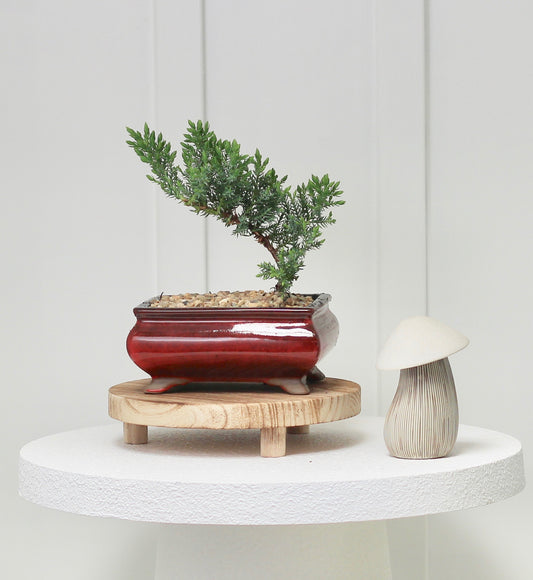 Bonsai - Juniper - Bella - 19cm