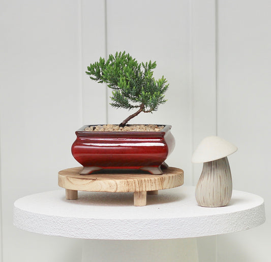 Bonsai - Juniper - Hannah - 19cm