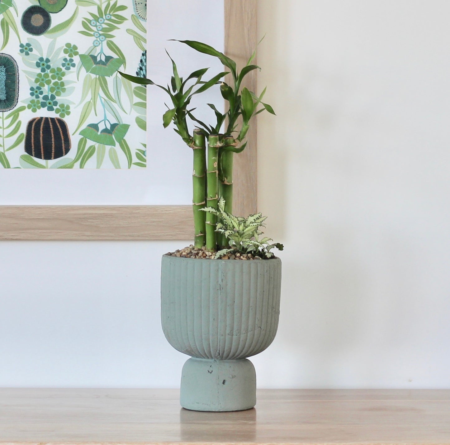 Lucky Bamboo - Rakkī  - 37cm