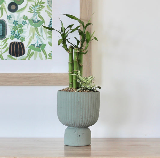 Lucky Bamboo - Rakkī  - 37cm