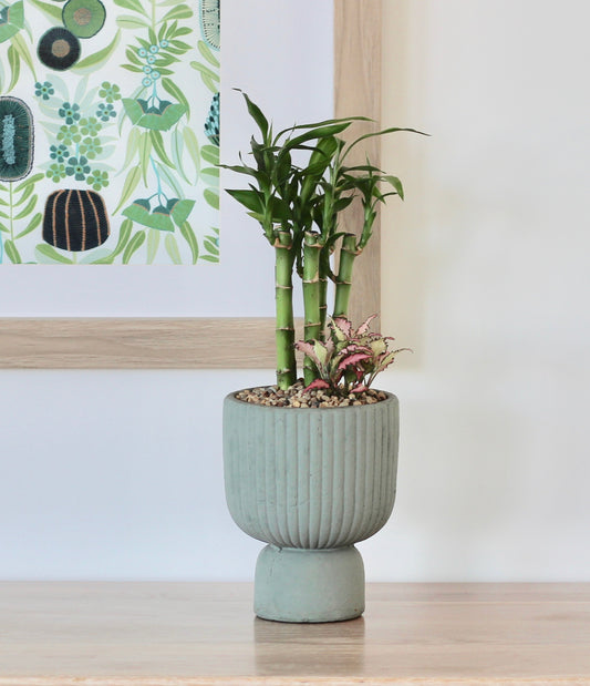 Lucky Bamboo - Kazoko - 37cm
