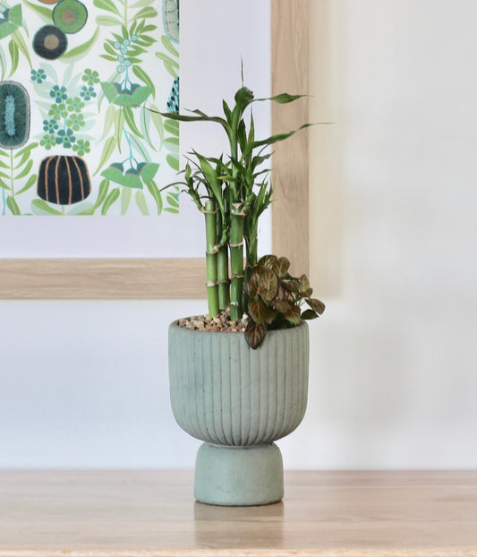 Lucky Bamboo - Haruki - 33cm