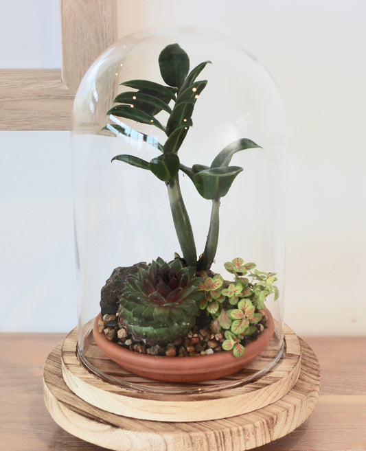 Bonsai Terrarium -Zanzibar Gem -  家族 - Kazoku - 24cm