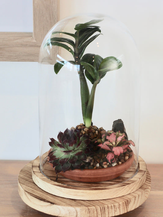 Bonsai Terrarium - Zanzibar Gem - 知恵 - Chie - 24cm