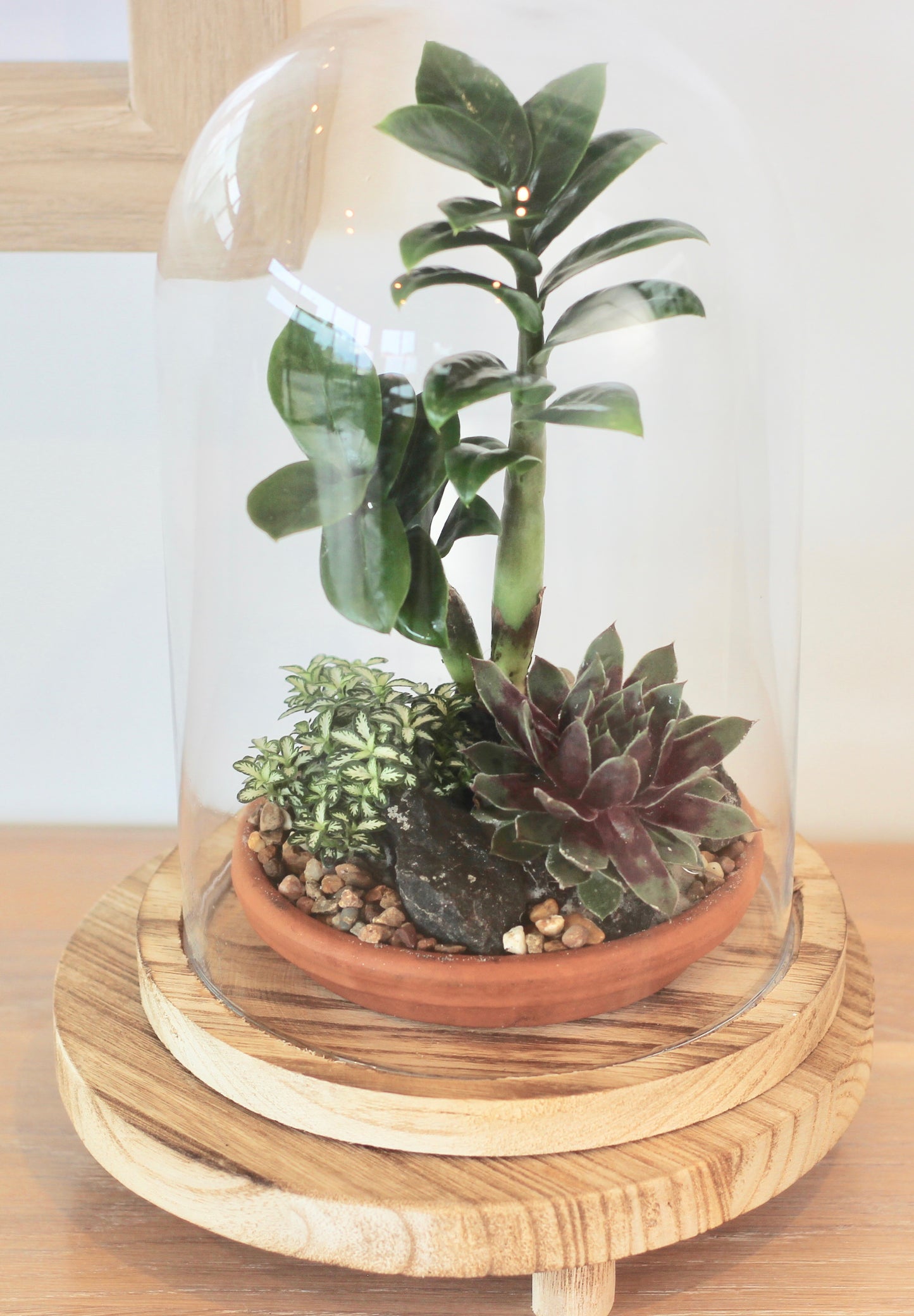 Bonsai Terrarium -Zanzibar Gem - 持久力 Jikyū-ryoku - 30cm