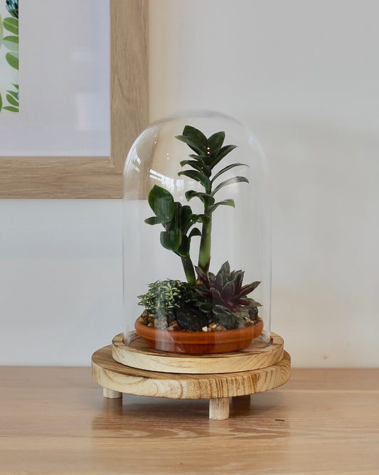Bonsai Terrarium -Zanzibar Gem - 持久力 Jikyū-ryoku - 30cm