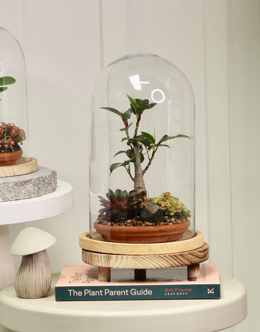 Bonsai Terrarium - Port Jackson Fig - 友情 - Yūjō 30cm