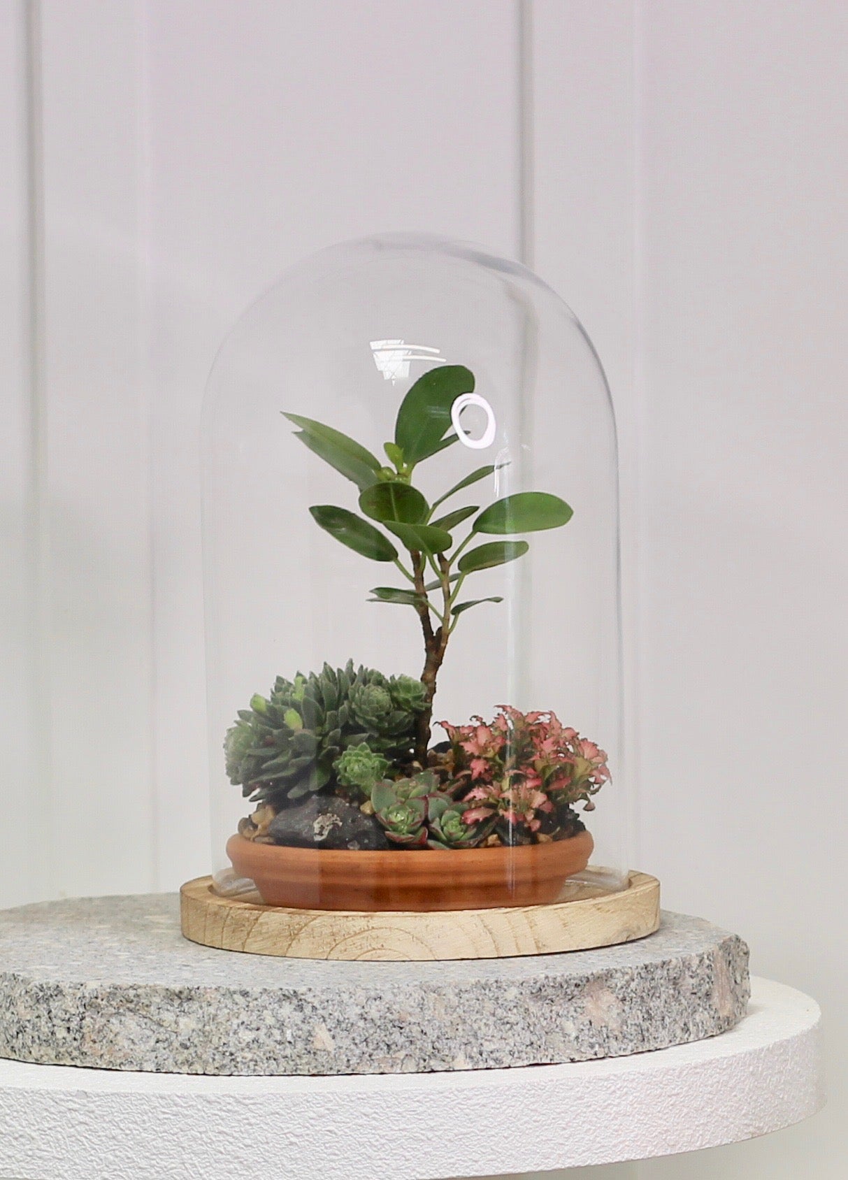 Bonsai Terrarium - Ficus Benjamina - 友情 - Yūjō 24cm