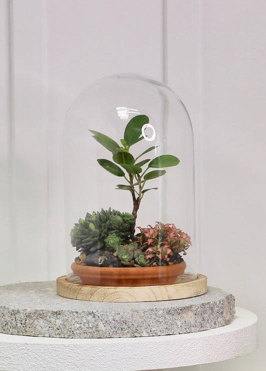 Bonsai Terrarium - Ficus Benjamina - 友情 - Yūjō 24cm