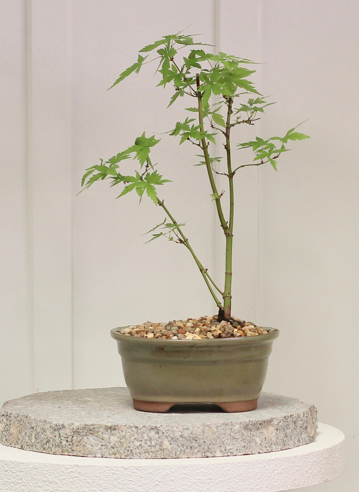 Bonsai - Japanese Maple - Rory  - 40cm