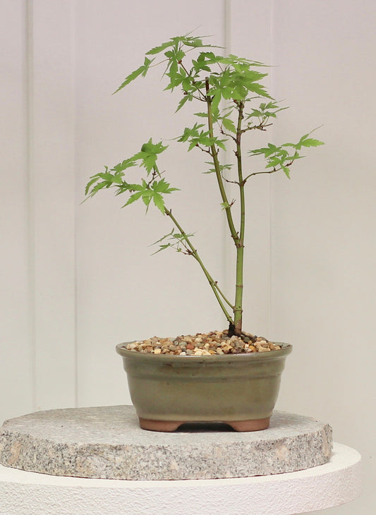 Bonsai - Japanese Maple - Rory  - 40cm