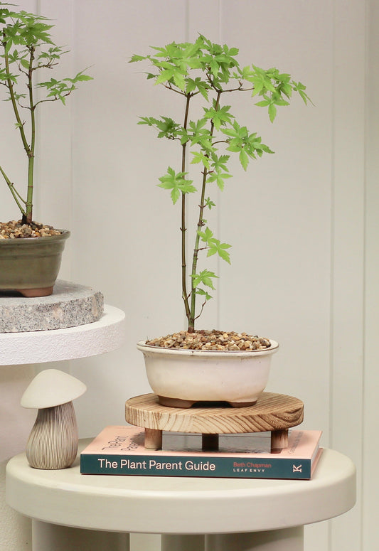 Bonsai - Japanese Maple - Jessica  - 40cm