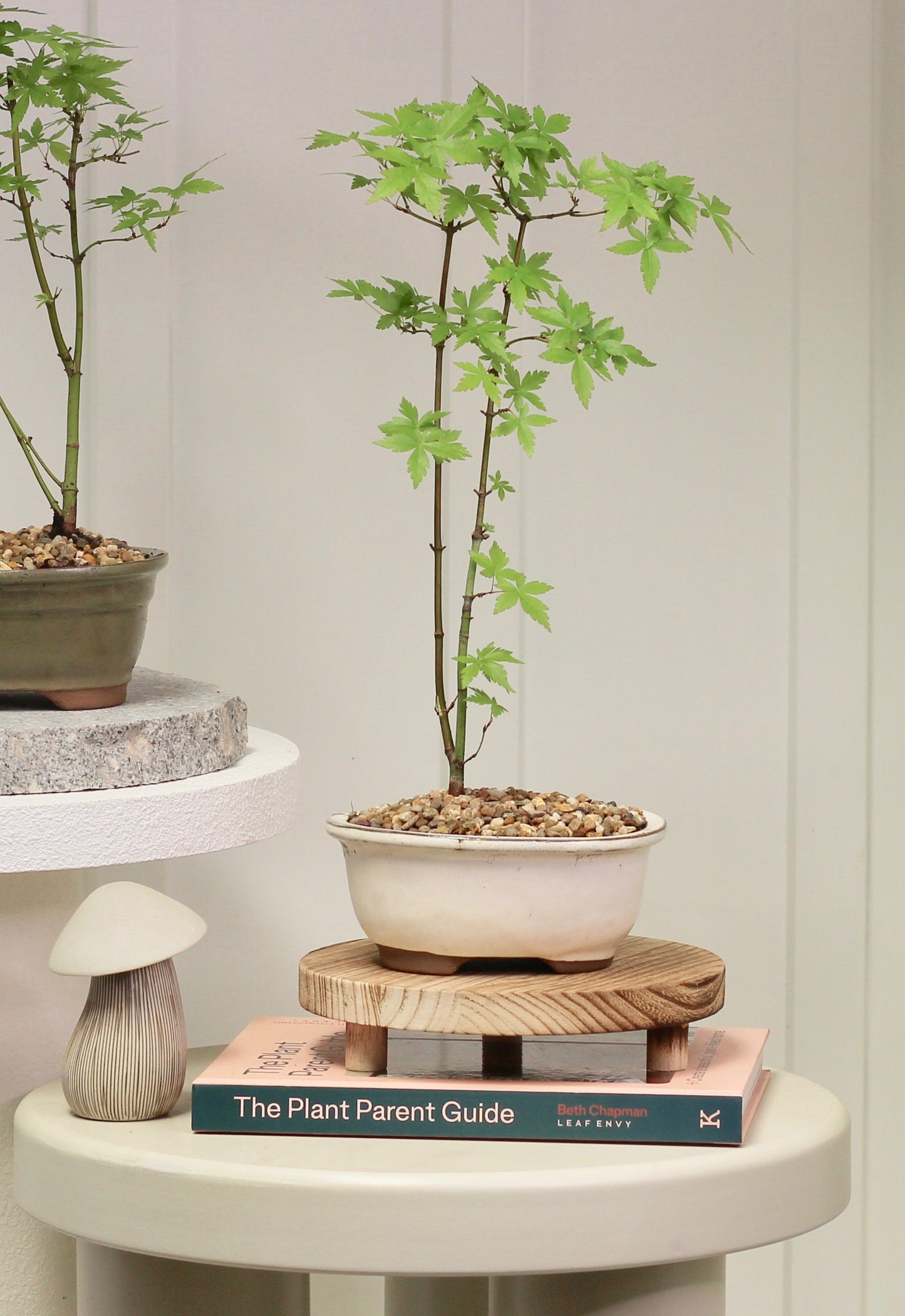 Bonsai - Japanese Maple - Jessica  - 40cm