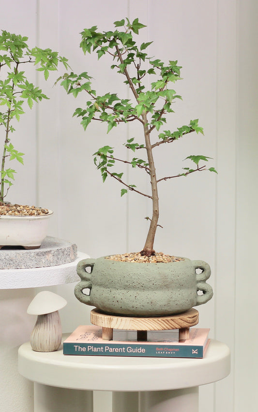 Bonsai - Trident Maple - Nathan - 55cm