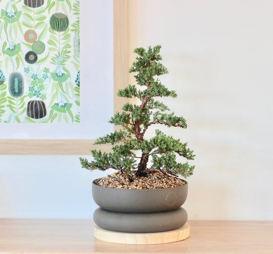 Bonsai - Juniper - Elvis - 49cm