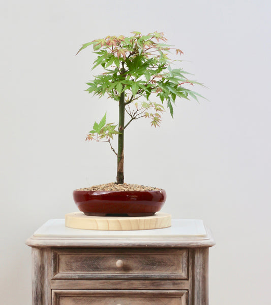 Bonsai - Japanese Maple - Henny  - 41cm