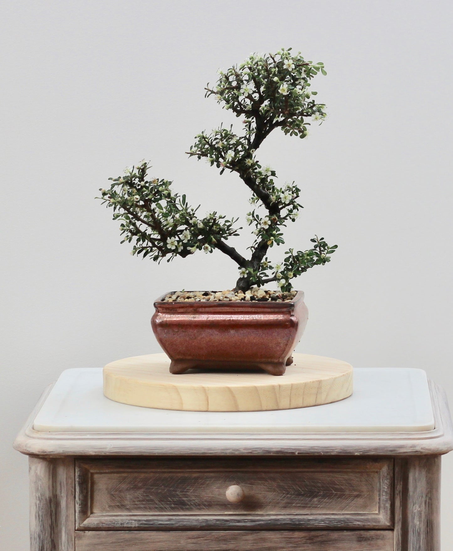Bonsai - Flowering Cotoneaster - Alana - 32cm